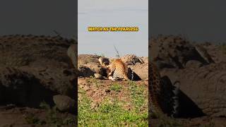 Fearless Leopard Shares Its Prey with Hungry Crocodiles [upl. by Rehpotsirahc]