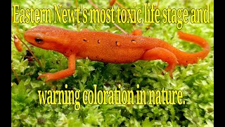 Eastern Newts most toxic stage the red eft and warning coloration in nature [upl. by Milde812]