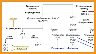 Arachidonic Acid Pathway Prostaglandins Prostacyclins Thromboxanes amp Leukotrienes [upl. by Nivat]