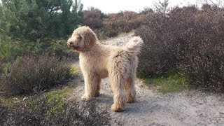 Boef our Australian Labradoodle 17 months [upl. by Keithley]