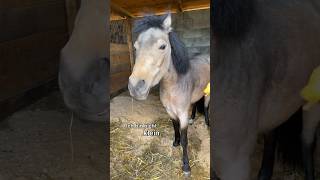 Die WAHRHEIT über Little Spirit 🥹🐴 ViktoriaSarina [upl. by Conroy]