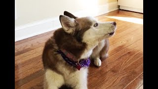 How to train your Siberian Husky to say quotI love youquot [upl. by Tamsky231]