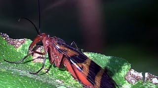 Scorpionfly Female w Amazing Appendage Trinity Forest 10 [upl. by Esinev]