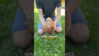 Huhn zum Schlafen bringen😴🐓 huhn schlafen landwirtschaft hühnerhack tippsundtricks [upl. by Zorah98]