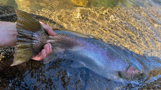 Spring 2024 Great Lakes Steelhead [upl. by Aicinad]