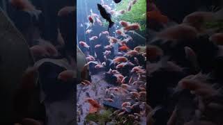 All these corydoras from 2 Adult breeding pair wow [upl. by Akcire978]