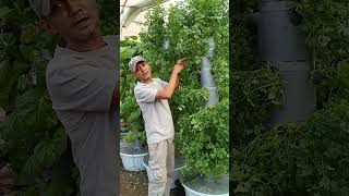 Hydroponics soilless organic agriculture farming system gardening organicagriculture [upl. by Neelram]