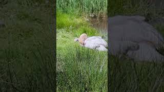 A family of Mute Swans has a quiet moment [upl. by Ail]