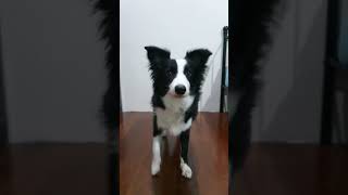 6 months border collie puppy [upl. by Wilhelm]