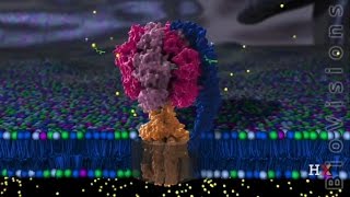 ATP Synthase Structure [upl. by Viviyan]