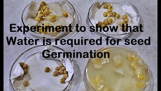 Water is required for Germination Experiment [upl. by Pickar]