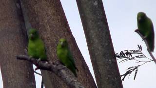 BLUEWINGED PARROTLET FORPUS XANTHOPTERYGIUS TUIM PERIQUITO [upl. by Poucher65]