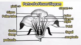 How to draw parts of a flower  Flower diagram step by step  10th science diagram science [upl. by Neetsuj591]