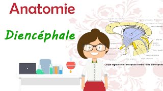 Anatomie  le diencéphale  thalamus  hypothalamus  hypophyse  épiphyse cours 2 ème Médecine [upl. by Llerihs]