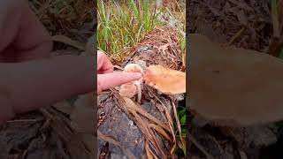 november fungi fungus mycology mushroom mycophile nature woods trail morningview mushlove [upl. by Savell185]