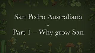 San Pedro Australiana – Part 1 – Why grow San Pedro [upl. by Jamison]