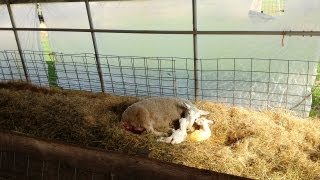 Lambing Season on the Farm [upl. by Aivatra]