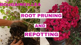 Root pruning and Repotting Bougainvillea  Bougainvillea Repotting [upl. by Jasmina790]