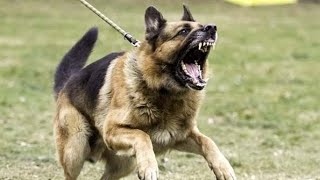 5 Tips to train an Aggressive German Shepherd [upl. by Nytsrik]