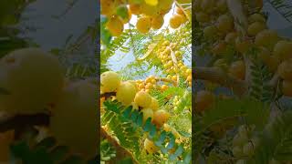 shorts youtubeshorts viral trending agriculture technology farming [upl. by Arrim]