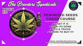 Feminized  Fem Seed Super Fast Rundown  Tips and Tricks with some Q and A from Discord [upl. by Sad]