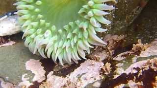 Anemone Pool Anthopleura xanthogrammica at Pillar Point [upl. by Nwahsear76]