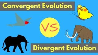 Convergent Evolution vs Divergent Evolution  Shared Traits Explained [upl. by Otreblada]