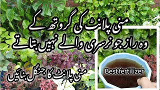 Best homemade orgenic fertilizer for money plantMoney plant care tips [upl. by Bohaty]