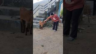 Watch my uttarakhand vlog for detailed video uttarakhand devbhoomi devbhoomiuttarakhand pahadan [upl. by Aili512]