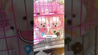 Pomeranian Puppies Price In Market Full Address shorts rajesh5g viralshorts pomeraniandog cute [upl. by Ayouqes]