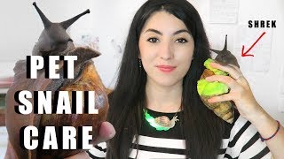 Giant African Land Snail CARE  Snail Care Tutorial  How To Care For Snails [upl. by Nofpets]