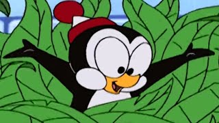 Chilly Willy en Español 🐧Base secreta  Capitulos completos🐧Dibujos Animados [upl. by Ingrid]