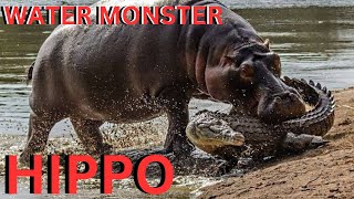 The Water Monster Unveiling the Hippo  CAN IT HARM HUMANS  foryou subscribe viral tranding [upl. by Ettessil691]