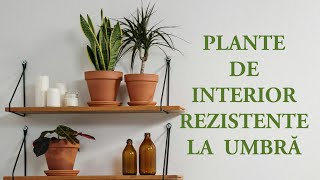 PLANTE DE INTERIOR REZISTENTE LA LUMINA SCAZUTA [upl. by Tudela]