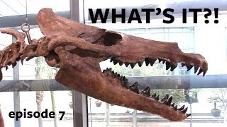 Whats it Wednesday Monster Skull ID Episode 7 [upl. by Unni]