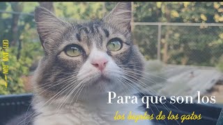 Para que son los bigotes de los gatos [upl. by Rratsal]