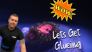 Lets make a Zoa Garden and glue some HIGH end Zoanthids [upl. by Ingaborg]