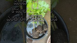 Easy to grow hibiscus plant from cuttings youtubeshorts shorts shortsyoutube hibiscus [upl. by Eniretac72]