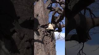 Hadzabe climbing huge Baobab Tree to get the food that stuck [upl. by Eiramannod]