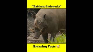 Babirusa jo khud ko hi Mar lete hainshorts factsinhindiytshorts youtubeshorts [upl. by Marisa]