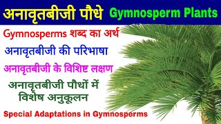 Gymnosperm Plants अनावृतबीजी पौधे विशिष्ट लक्षणSalient Features Special Adaptations Biology [upl. by Surdna]