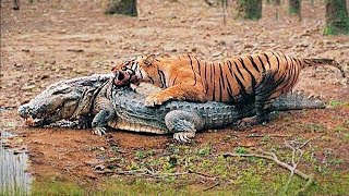 Most Incredible Wild Animal Battles Caught On Camera [upl. by Bogusz]