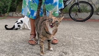 Calico cat meowing with a high pitched sound is incredibly cute [upl. by Atires]