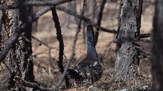 Blackbilled Capercaillie [upl. by Prudi50]