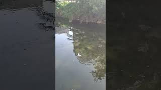 Gaviota reidora nadando en el río shorts birdwatching Pontevedra [upl. by O'Rourke]