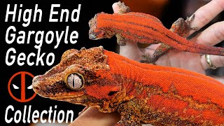 Red Gargoyle Gecko Collection Tour [upl. by Siver]