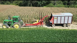 Chopping amp Feeding Sweet Corn Silage [upl. by Aissatan590]