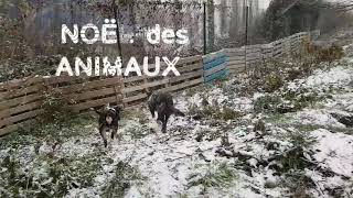 Noël des animaux  2 adoptés heureux sous la neige tombante [upl. by Arob]