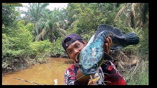 TOMAN MBEYONG CastingToman ganas anak nya masih merah di perkebunan kelapa sawit jambi snakehead [upl. by Ileana296]