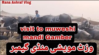 Visit to Muweshi Mandi Gamber  Rana Ashraf vlog  Daily vlog [upl. by Nuncia458]